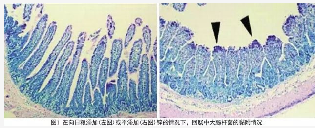 氧化锌用途多多,饲料添加剂氧化锌主要作用(图1) 氧化锌用途多多,饲料添加剂氧化锌主要作用(pic1)
